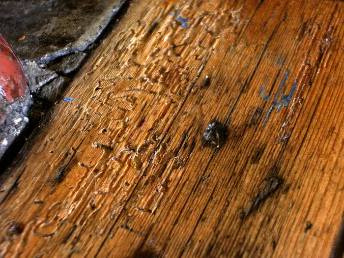 Holzschädlinge & Holzschutz