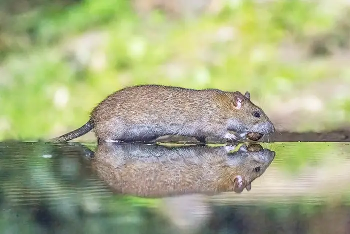Rattenbekämpfung