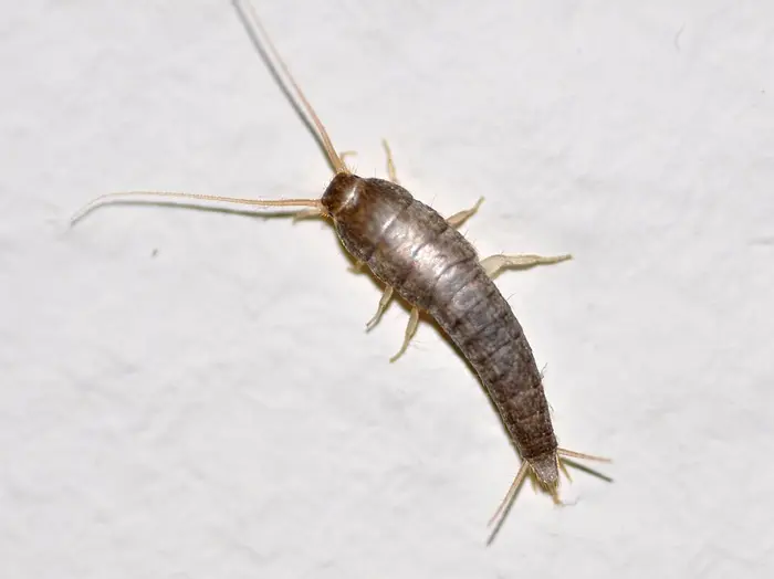 Silberfischchen bekämpfen