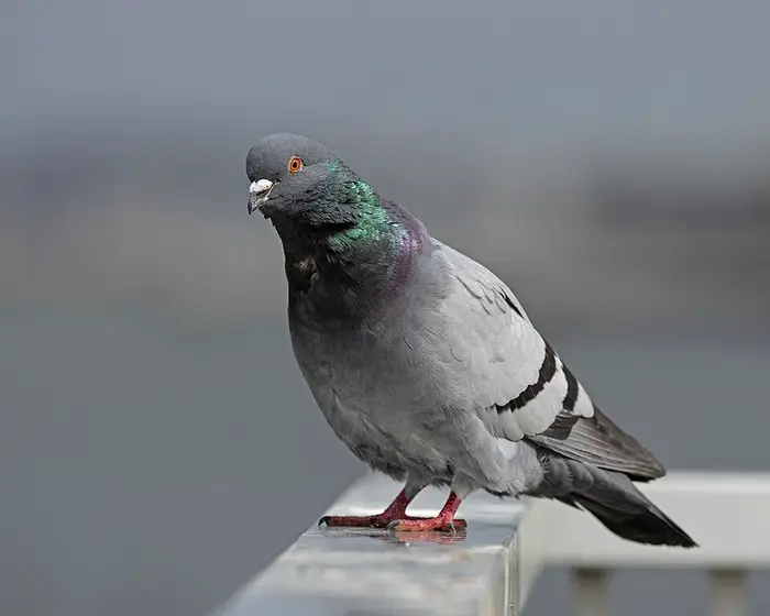 Taubenabwehr